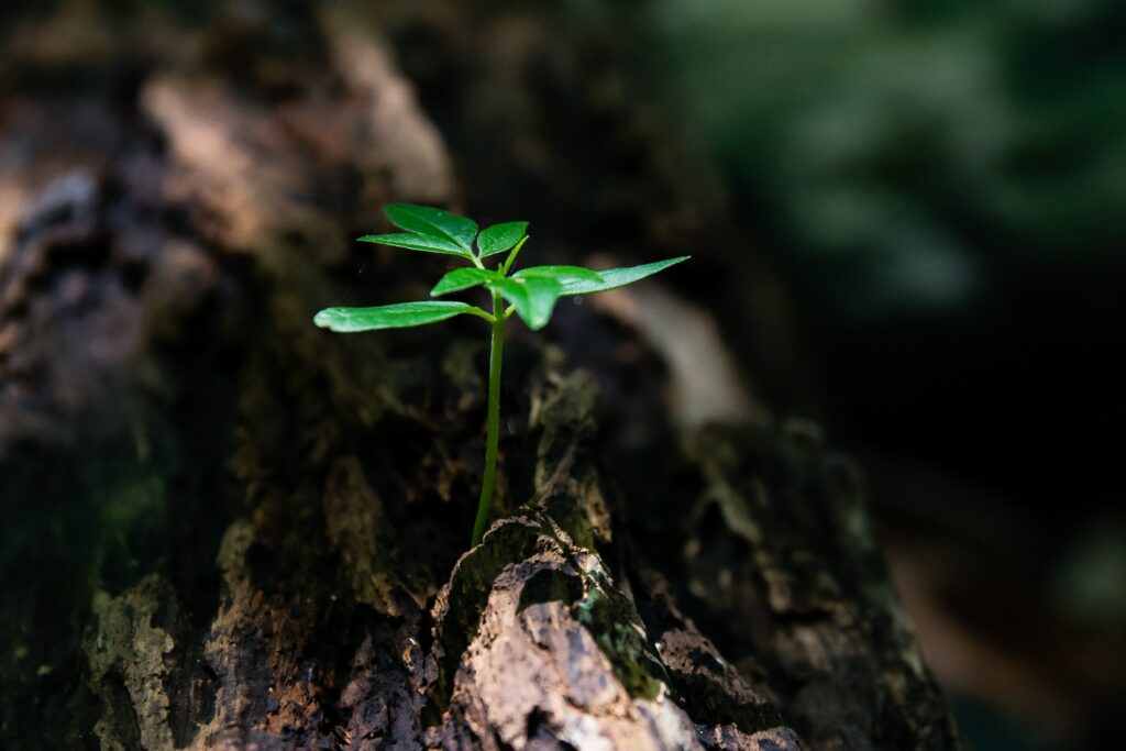 A small plant growing out of a piece of wood.